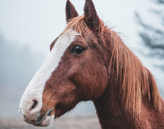 A respectful and professional horse cremation service in Bold Heath provided by Heavenly Pastures.