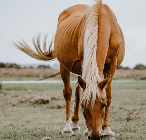 Horse’s Legacy