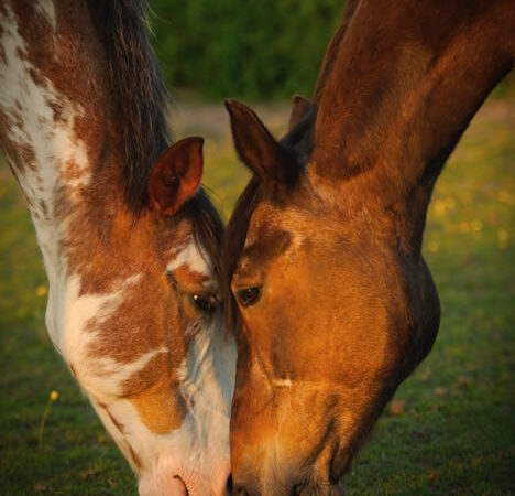 A respectful and professional Newton Le Willows Horse Cremations service provided by the team at Heavenly Pastures.