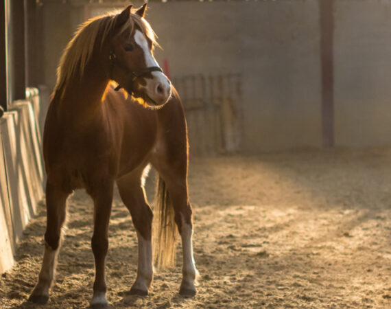 Should I Bury or Cremate My Horse