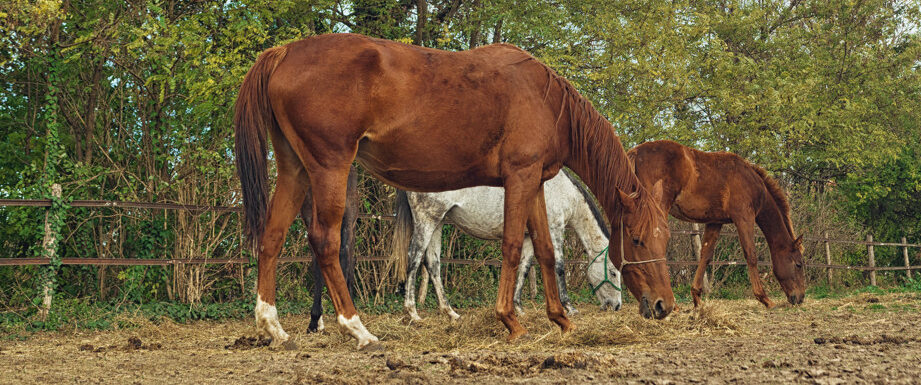 Hoylake Horse Cremations - Heavenly Pastures Equine Services - Heavenly Pastures A respectful and professional Hoylake Horse Cremations service provided by the team at Heavenly Pastures.