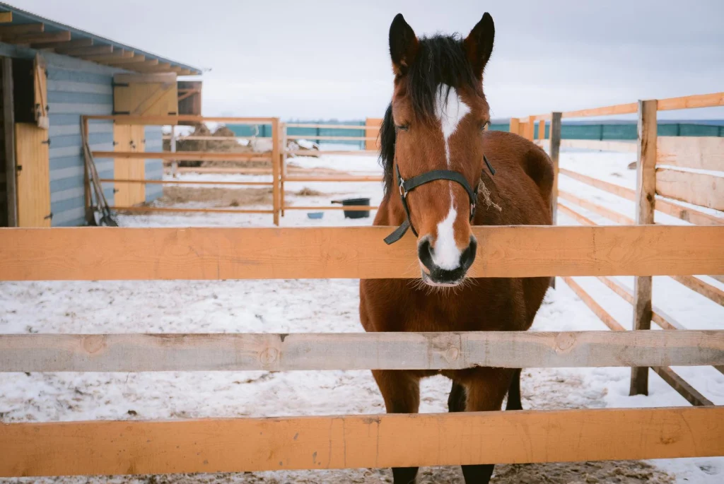 Bay horse standing at a wooden paddock fence on a snowy yard