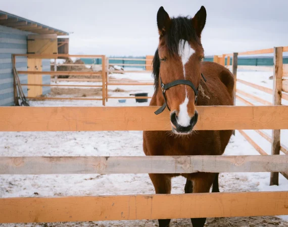 Horse Owner