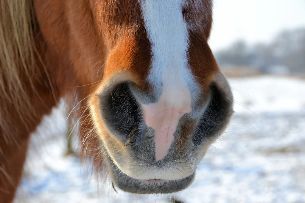 Close view of a chestnut horse with a white blaze against a snowy field