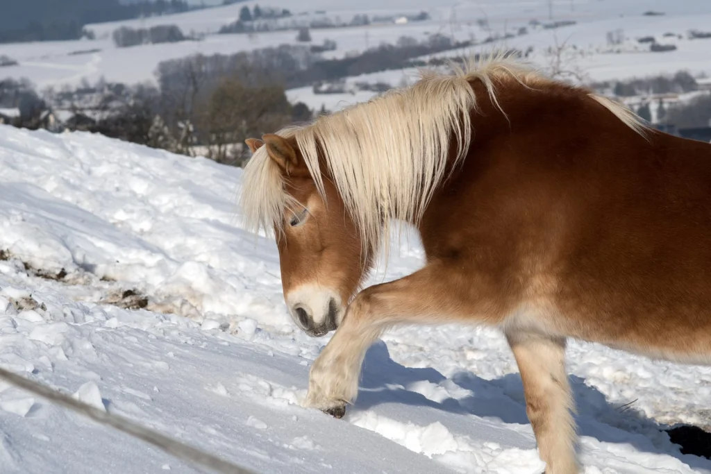 Chestnut pony with a flaxen mane walking across a snowy hillside