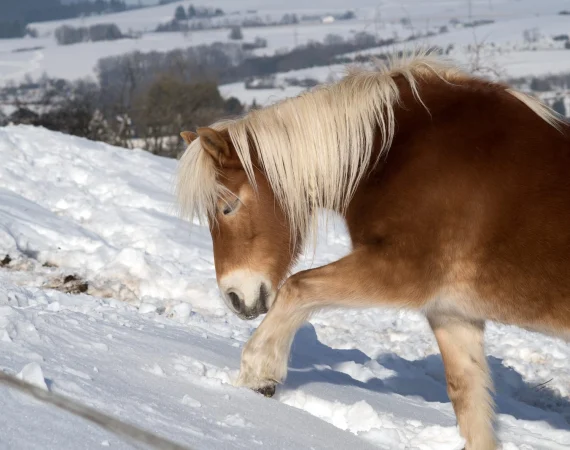 Horse Owners