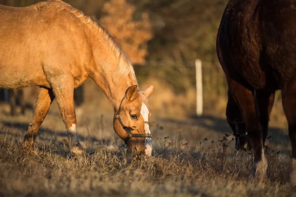 Palomino horse grazing in a paddock in warm evening light