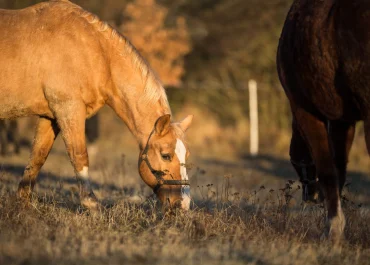 Reliable Horse Cremation Cheshire Service - Heavenly Pastures A professional vehicle providing Horse Cremation Cheshire local services in a quiet rural lane