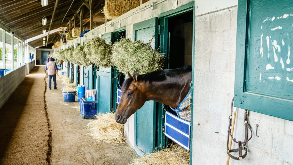Horse looking out from its stable in a long barn with hay nets along the stalls