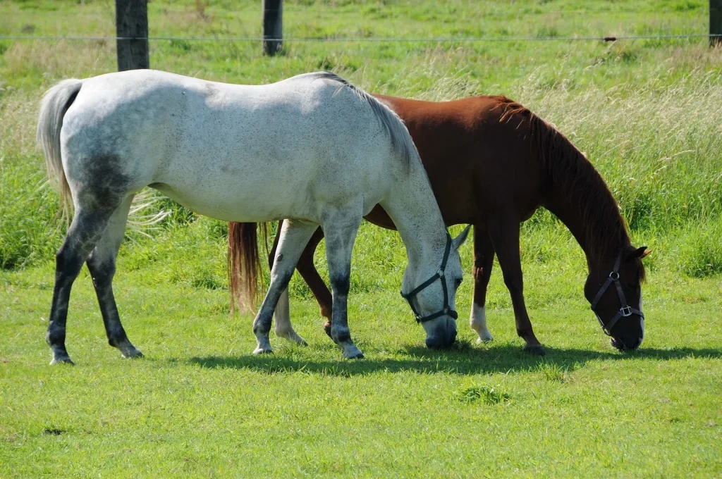 Grey horse and bay horse grazing together on green pasture