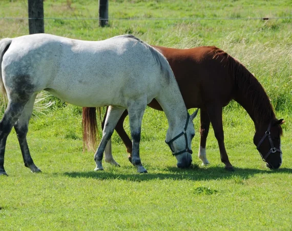 A parent and child sitting together in a stable while explaining horse death to kids