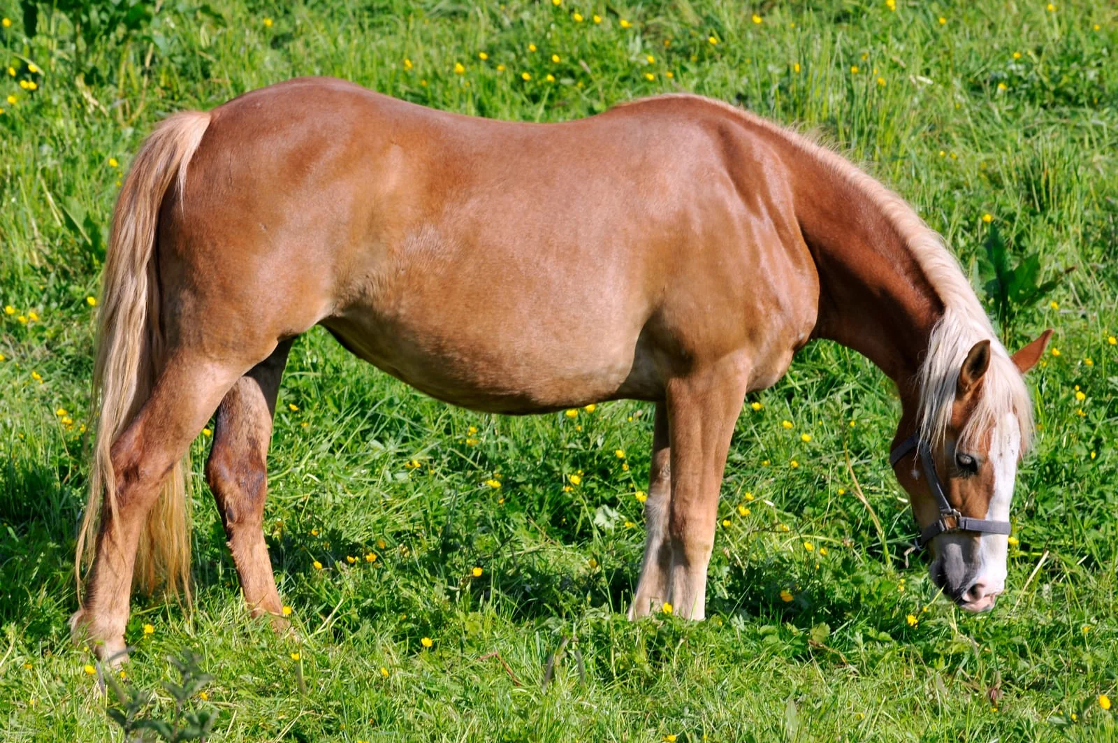 Ragwort and Other Summer Pasture Dangers for Horses - Heavenly Pastures Ragwort and Other Summer Pasture Dangers for Horses