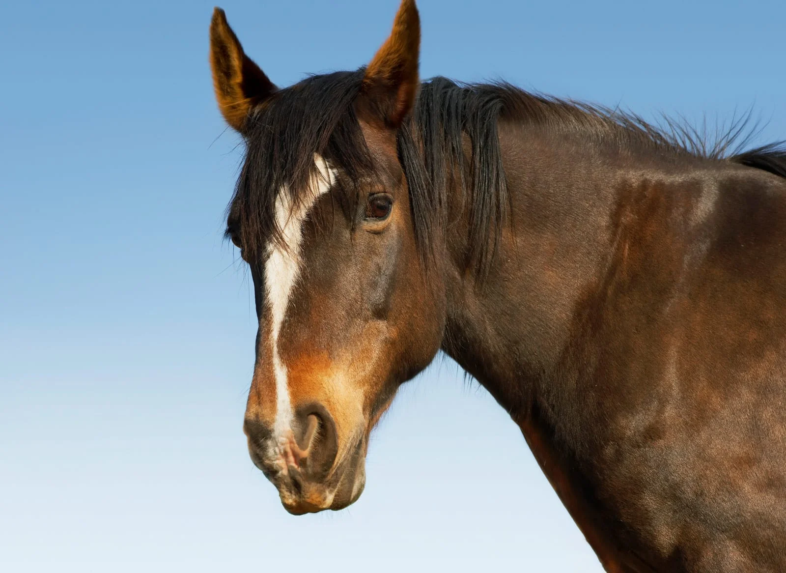 Transparent Horse Cremation Cost UK Guide - Heavenly Pastures A transparent guide to Horse Cremation Cost UK, explaining the difference between individual and communal options