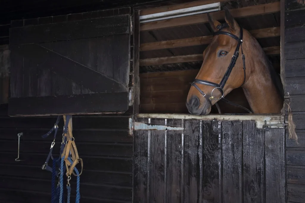Bay horse looking out over a wooden stable door