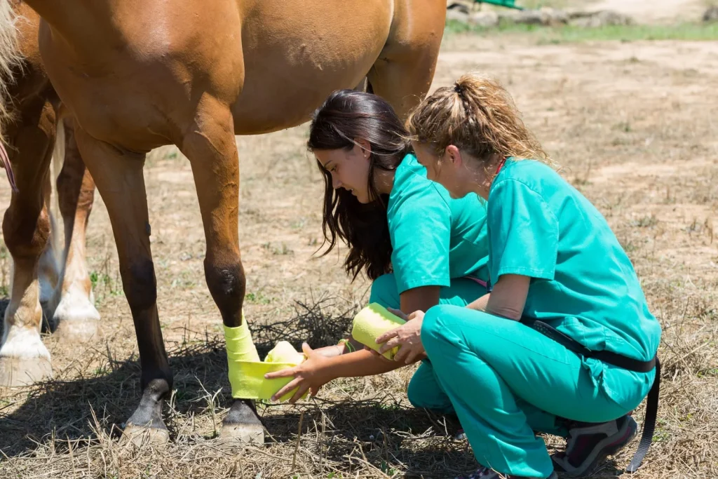 Independent Equine Crematorium Professional Team - Heavenly Pastures Vet in green scrubs bandaging the foreleg of a chestnut horse