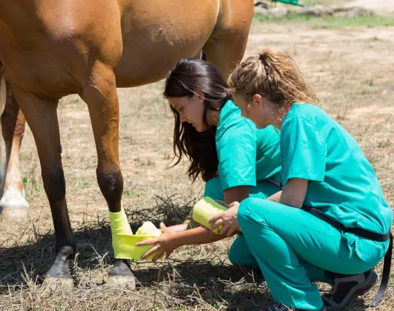 The team at our Independent Equine Crematorium providing local, compassionate care