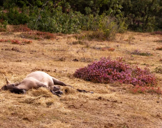 Horse Dies