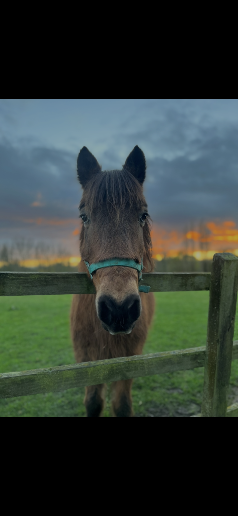 Close-up of a brown horse wearing a turquoise halter, head over a wooden fence at sunset in a green field of grass.