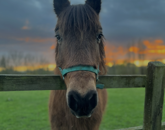 Close-up of a brown horse wearing a turquoise halter, head over a wooden fence at sunset in a green field of grass.