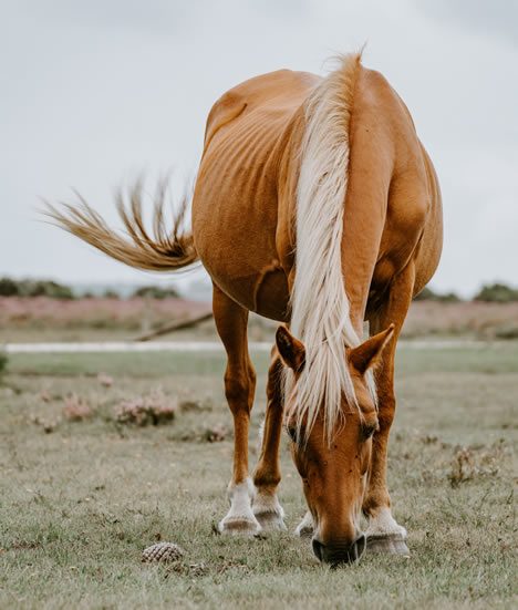 North West Horse Cremations